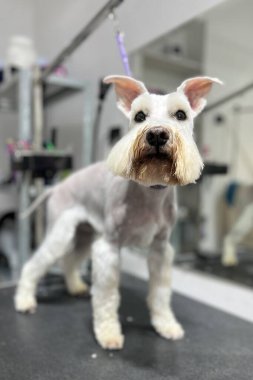 Yaşlı, beyaz saçlı, minyatür köpek banyo ve saç kesiminden sonra tımar masasında duruyor.