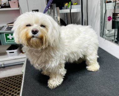 Tüylü ve dağınık kürklü beyaz köpek, tımar masasında dikilirken. Arka planda tımar malzemeleri olan bulanık bir salon.