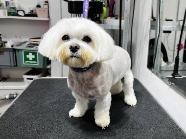 Güzelce budanmış kürkü ve mor yakası olan bir tımar seansından sonra sevimli beyaz köpek yavrusu. Arka planda ayna ve bakım aletleri olan kapalı bir kuaför salonu.