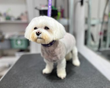Taze tıraşlı, bakımlı beyaz bir köpek. Bakım masasında duruyor. Temiz ve kabarık bir palto sergiliyor. Bulanık ekipmanlı profesyonel evcil hayvan bakım salonu geçmişi