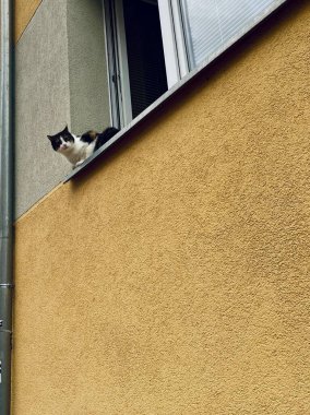 Meraklı bir siyah-beyaz kedi, dışardaki sarı bir binanın pencere eşiğinde, evcil hayvan, şehir ve mimari fotoğrafçılık temaları için mükemmel bir şekilde uzanır..