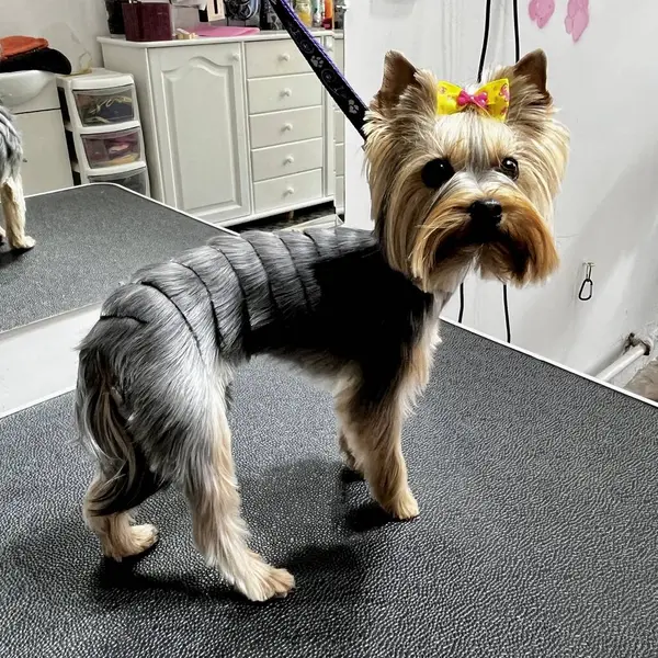 Taze bakımlı Yorkshire Teriyeri bir evcil hayvan salonundaki bakım masasında duruyor. Köpek bakımı, hayvan stili ve fotoğraf teması için mükemmel.