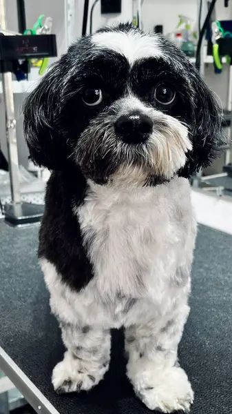 Tımardan sonra sevimli siyah-beyaz Shih Tzu, aynalı yansıması olan bir tımar masasında poz veriyor, evcil hayvan tasarımı ve fotoğrafçılık için ideal..