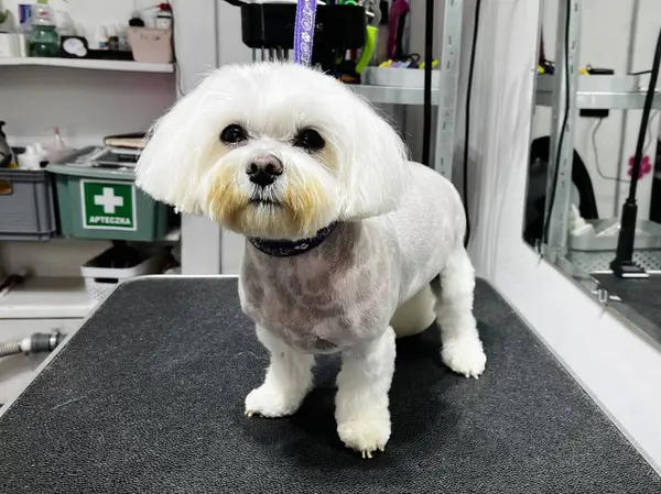 Güzelce budanmış kürkü ve mor yakası olan bir tımar seansından sonra sevimli beyaz köpek yavrusu. Arka planda ayna ve bakım aletleri olan kapalı bir kuaför salonu.