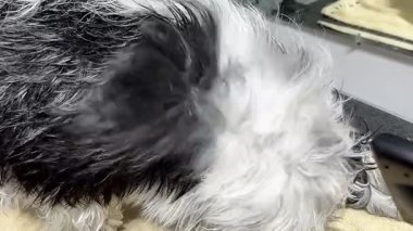 Shih tzu 'yu bir kuaförde pembe saç kurutma makinesiyle kurutma işlemi.