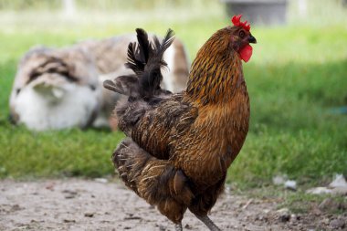 Yakınlarda yeşil çimlerin üzerinde kırmızı tüylü bir tavuk var. Yan görünüş. Çiftlik. Tarımcılık. Yüksek kalite fotoğraf