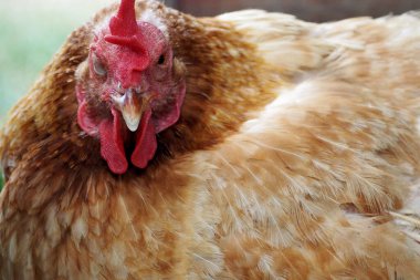 Kırmızı tüylü tavuk yakınlarda yerde oturuyor. Manzara. Yan görünüş. Çiftlik. Tarımcılık. Yüksek kalite fotoğraf