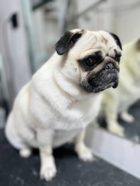 Güzel, genç bir köpek, kuafördeki bakım prosedürlerinden sonra büyük aynalı bir evcil hayvanın yanında oturur. Yüksek kalite fotoğraf