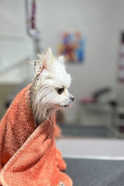 Çekici Pomeranian Spitz banyodan sonra turuncu bir havluya sarılmış, bir evcil hayvan salonunda yakalanmış, tımar tavsiyeleri ve sevimli hayvan içeriği için harika..
