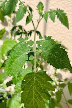 Yumuşak arka planda yemyeşil domates yaprakları var. Bahçe işleri, organik tarım ve doğa fotoğrafçılığı için mükemmel. Sebze yetiştirmek için ideal