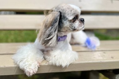 Tapılası Shih Tzu, pembe bir tasmayla bankta uzanıyor, hayvan yaşam tarzı, açık hava rahatlığı ve şirin köpek fotoğrafçılığı için ideal..