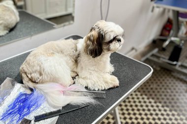 Bir kuaför salonunda mavi kürklü sevimli Shih Tzu, hayvan modası, köpek bakımı ve yenilikçi köpek fotoğrafçılığı için ideal..
