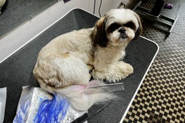 Shih Tzu canlı mavi kürklü bir kuaför salonundaki bir tımar masasında oturuyor, yaratıcı hayvan tasarımı, tımar etme trendleri ve köpek fotoğrafçılığı için mükemmel..