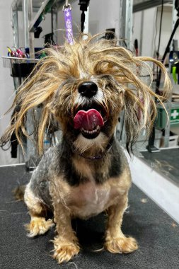 Tüylü, geniş Yorkshire Teriyeri. Bakım sırasında vahşi bir görünüm sergiliyor. Bir evcil hayvan salonunda geçiyor..