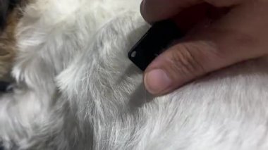 Bir kuaförde, kabloyla ıslah edilmiş Jack Russell Terrier cinsinin genç bir köpeğini budamak. El yapımı, budamak için özel bir tımar bıçağı.