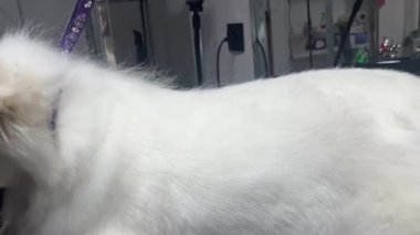 Bir kuaförde Samoyed köpeği tarama işlemi. Beyaz kürklü bir sırtlan.