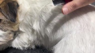 Tüyleri kabarık Jack Russell Terrier cinsinin genç bir köpeğini budamak.