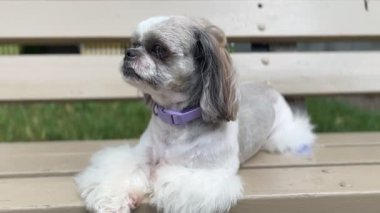 Mor tasmalı tapılası shih tzu bankta oturuyor ve rüzgar kulaklarına kürk üflüyor. Hayvan yaşam tarzı ve açık hava aktiviteleri için mükemmel.