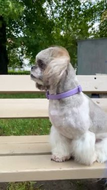 Mor tasmalı sevimli Shih Tzu kürkü kulaklarında rüzgarla bankta oturuyor. Hayvan yaşam tarzı ve açık hava aktiviteleri için mükemmel.