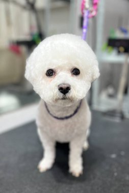 Zarif beyaz Bichon Frise banyo ve saç kesimi prosedürlerinden sonra bir kuaförde oturuyor. Evcil hayvanın kısa saç kesimi.
