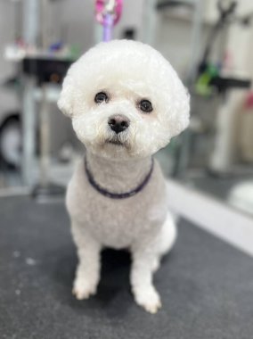 Zarif beyaz bizon friz banyo ve saç kesimi prosedürlerinden sonra kuaförde oturur. evcil hayvan tıraşı. poster takvimi