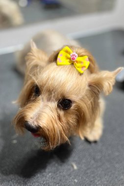 Sarı kurdeleli zarif Yorkshire teriyeri banyo ve saç kesimi prosedürlerinden sonra kuaförde oturur. poster takvimi