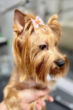 Beyaz kurdeleli zarif Yorkshire Terrier köpeği banyo ve saç kesimi prosedürlerinden sonra kuaförde oturuyor. poster takvimi