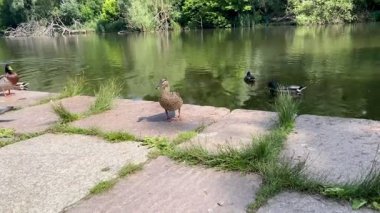 Güneşli bir günde parktaki bazı ördekler. Doğa