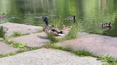Yaban ördeği kıyıda yürüyor gölün yanındaki parkta yazın doğa, vahşi kuşlar
