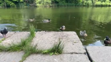 Parkta güvercinlerin yanındaki gölde yüzen ördekler yazın doğa, vahşi kuşlar.