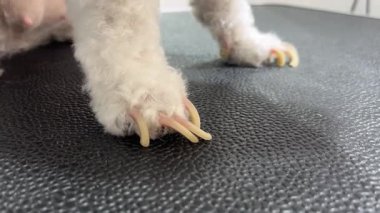Aşırı büyümüş tırnaklı köpek patisi, veterinerlik tavsiyesi, hayvan bakımı dersleri ve hayvan sağlığı içeriği için ideal.