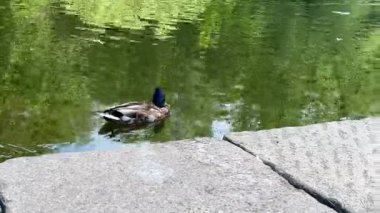 Parktaki gölde yüzen ördek, yazın doğa, vahşi kuşlar.