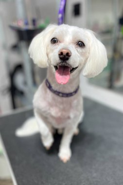 Kısa saçlı, ağzı açık ve pençelerini kaldırmış bir Malta 'lı prosedürlerden sonra tımar standında oturur.