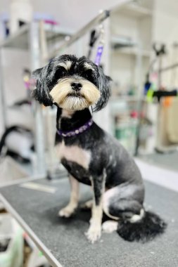 Şirin, siyah-beyaz bir Shih Tzu tipi köpek, bakımından sonra dikkatlice oturur, mor yakalı.. 