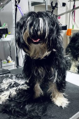 Kesilmemiş, siyah kürklü melez köpek ameliyattan sonra ağız açık bir şekilde büfede oturuyor. Bakım salonu. saç kesiminden önce