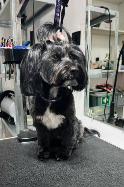 Siyah kürkü ve beyaz göğsü olan kırpılmış melez bir köpek prosedürlerden sonra bakım standında oturur.