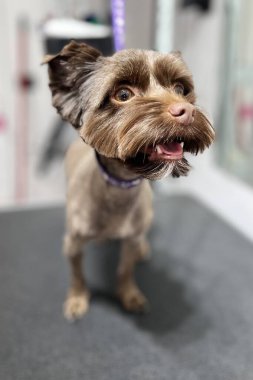 Yorkshire Teriyeri kahverengisi saç kesimi ve banyodan sonra siyah tımar masasında duruyor. Sevimli hayvan