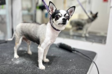 Chihuahua köpeği saç kesiminin yanında kısa saç kesiminden sonra gri renkli kürk stantları olan gri bir köpek yetiştirir. Tımar süreci. Kuaför. küçük hayvan