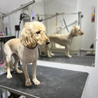 Kısa saçlı bej renkli İngiliz cocker spaniel kuaför salonundaki siyah tımar masasında duruyor. evcil hayvan kesimi