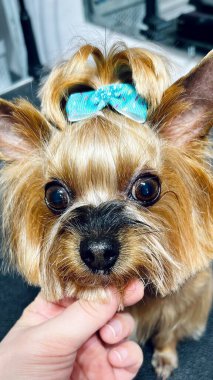 Yorkshire Teriyeri 'ni saç kesiminden sonra kafasında mavi kurdele ile kapatın. Bakım salonu. Şirin küçük köpek. ön görünüm