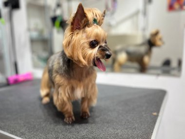 Yorkshire Teriyeri, saçlarını başıyla kestirdikten sonra. Bakım Salonu. Şirin Küçük Köpek.