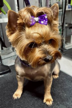 Saçları mor kurdeleli Yorkshire Teriyeri. Bakım salonu. Şirin küçük köpek. ön görünüm