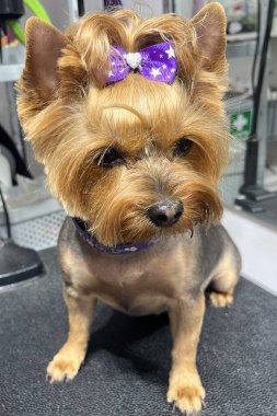 Yorkshire Teriyeri 'ni kafasında mor kurdeleyle saç kesiminden sonra kapat. Bakım salonu. Şirin küçük köpek. ön görünüm