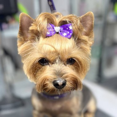 Yorkshire Teriyeri 'ni kafasında mor kurdeleyle saç kesiminden sonra kapat. Bakım salonu. Şirin küçük köpek.