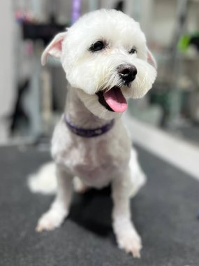 Saçını kestirdikten sonra tıraş masasında oturan ve kısa yaz köpek tıraşlı tatlı beyaz bir köpeğim var. hayvan bakımı