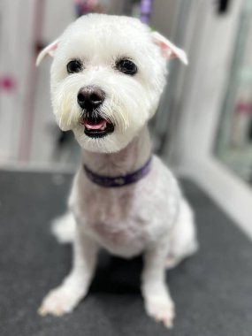 Saçını kestirdikten sonra banyo ve kısa yaz tıraşlı tatlı beyaz Malta köpeği masasında oturuyor. hayvan bakımı