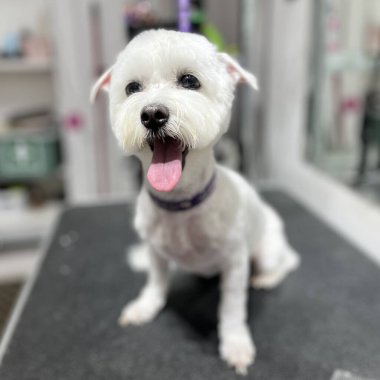 Saçını kestirdikten sonra ağzı açık, kısa yaz tıraşlı, tatlı beyaz Malta köpeği tımar masasında oturuyor. hayvan bakımı