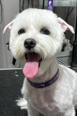 Yüzünüzü kapatın şirin beyaz köpek saç kesiminden sonra malta yetiştirin ve kısa kulaklarla banyo yapın. Bakım salonu. hayvan bakımı