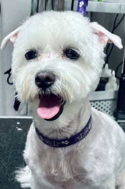 Kapalı yerde, saç tıraşından sonra tatlı beyaz köpek melezi, kısa saç kesimi ve kuaförde kısa kulaklı banyo. hayvan bakımı