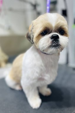 beyaz ve kahverengi shih tzu köpekleri tımar masasında oturuyorlar. Hayvan bakımı. köpek bakışı